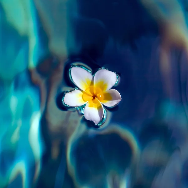 Квітка сливи у воді — стокове фото