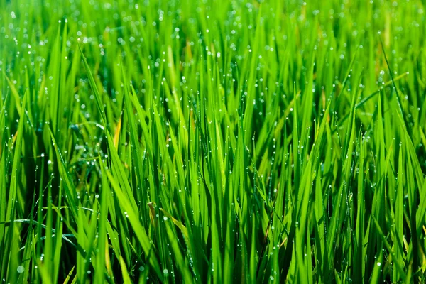 Grass blades with drops of morning dew