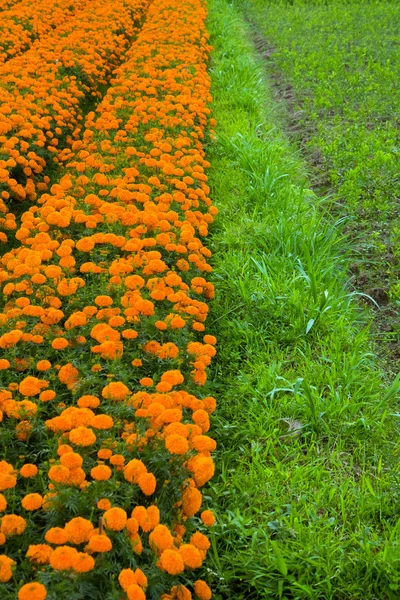 Macizos de flores de caléndula — Foto de Stock