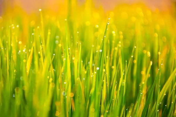 Gräs-blad med droppar vatten — Stockfoto