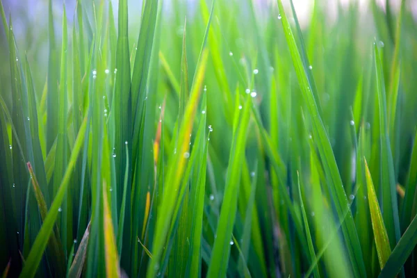 Lame d'erba con gocce di rugiada mattutina — Foto Stock