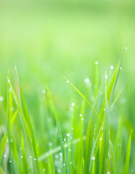 Lâminas de grama com gotas de orvalho da manhã — Fotografia de Stock