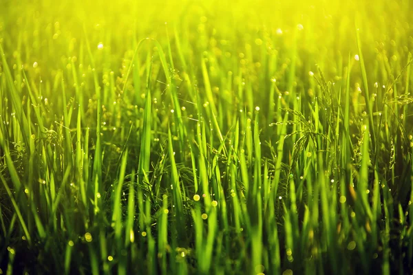 Gräset blad med droppar — Stockfoto