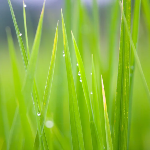 Lames d'herbe avec gouttes de rosée matinale — Photo