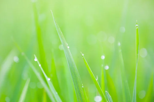 Lâminas de grama com gotas de orvalho da manhã — Fotografia de Stock