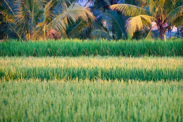 Rýžová pole a dlaně — Stock fotografie