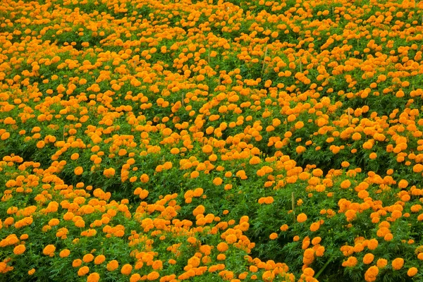 Marigold flowerbeds — Stock Photo, Image