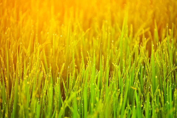 Lame d'erba con gocce al tramonto — Foto Stock