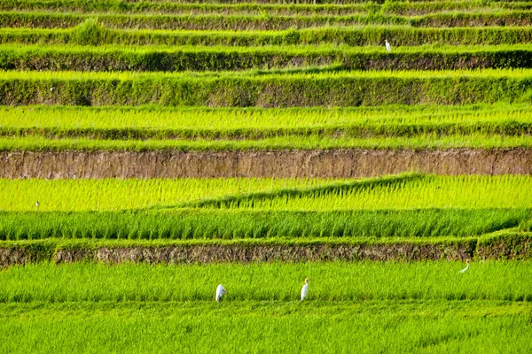 Rice fields — Stock Photo, Image