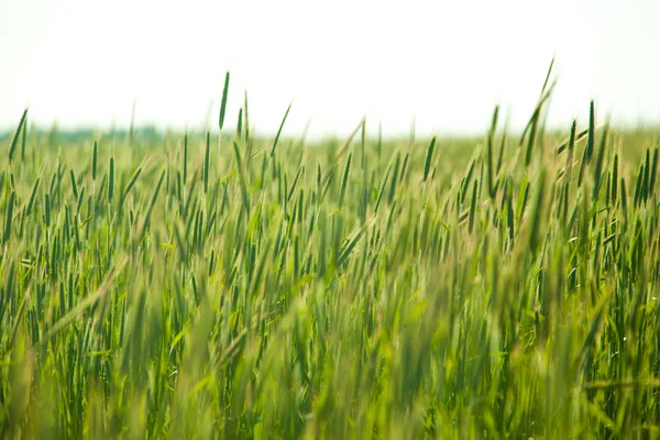 Trávy a zelená pšenice — Stock fotografie