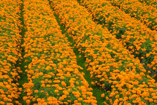 Macizos de flores de caléndula — Foto de Stock