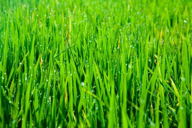 Çiğ damlaları ile çim bıçaklar