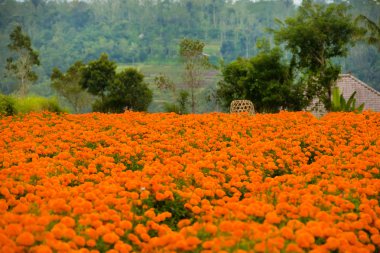 Kadife çiçeği çiçek