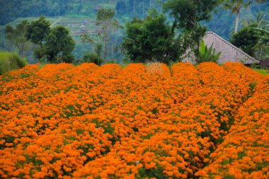 Kadife çiçeği çiçek dağlarda