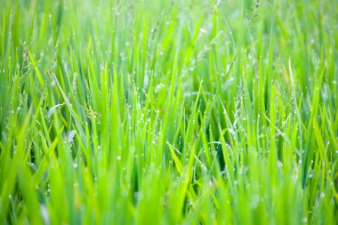 Çim-bıçaklar çiğ damlaları ile