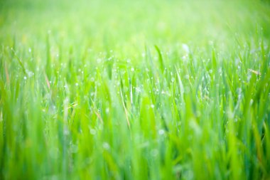 Çiğ damlaları ile çimen