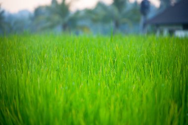 Çim-bıçaklar çiğ damlaları ile