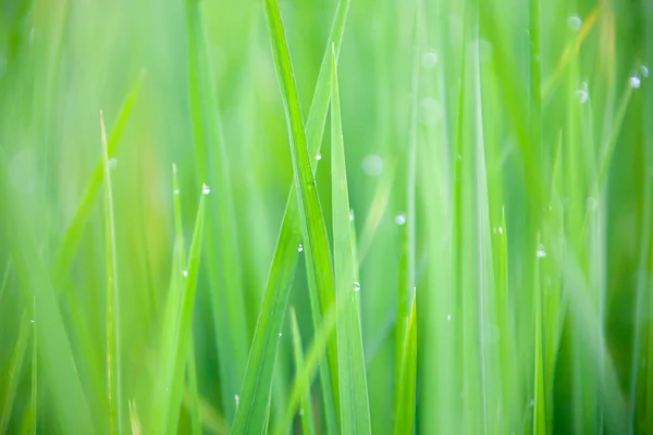 Lames d'herbe avec gouttes de rosée matinale — Photo