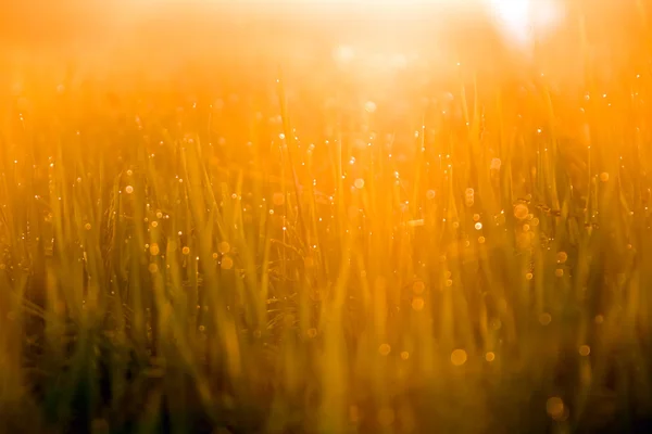 Gras messen met druppels — Stockfoto