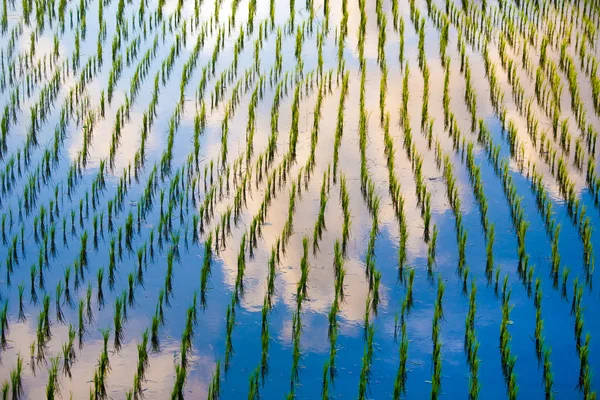 Рисовые поля с отражением неба — стоковое фото