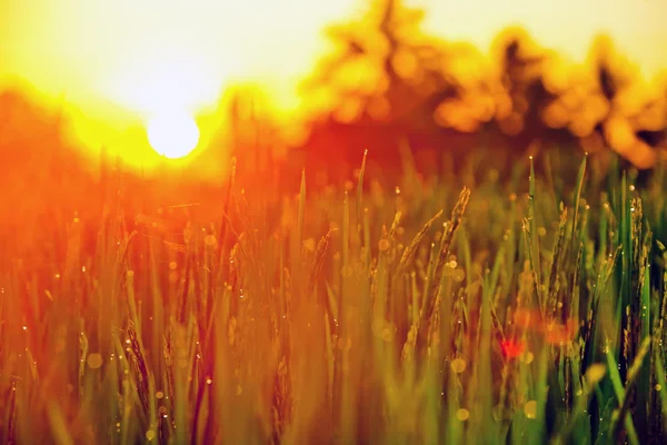 Lâminas de grama com gotas no pôr do sol — Fotografia de Stock