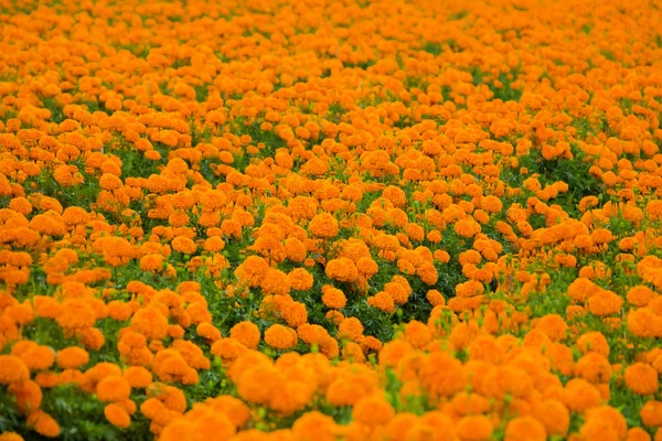 Marigold flowerbeds — Stock Photo, Image