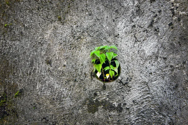 Grüne schöne Pflanze auf einer grunzigen Mauer — Stockfoto