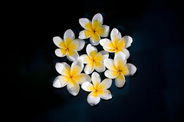 Plumeria flores na água — Fotografia de Stock