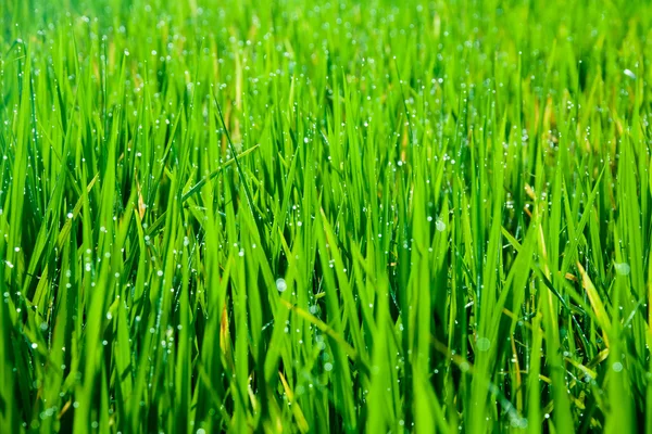 Grass blades with drops of morning dew