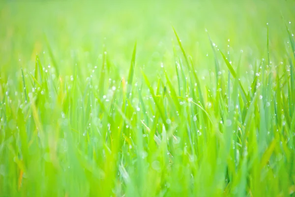 Grass with drops of morning dew — Stock Photo, Image