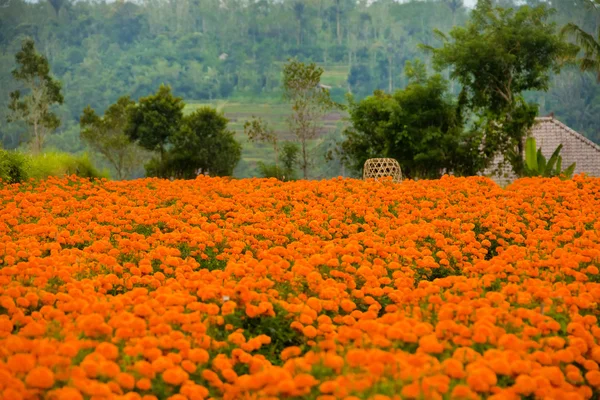 Kadife çiçeği çiçek