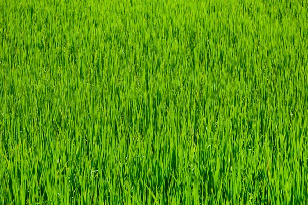 Rice field grass texture — Stock Photo, Image