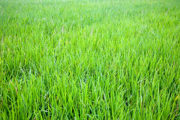 Grasstruktur — Stockfoto