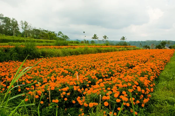 Marigold flowerbeds — Stock Photo, Image