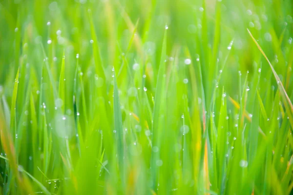 Hojas de hierba con gotas de rocío matutino — Foto de Stock