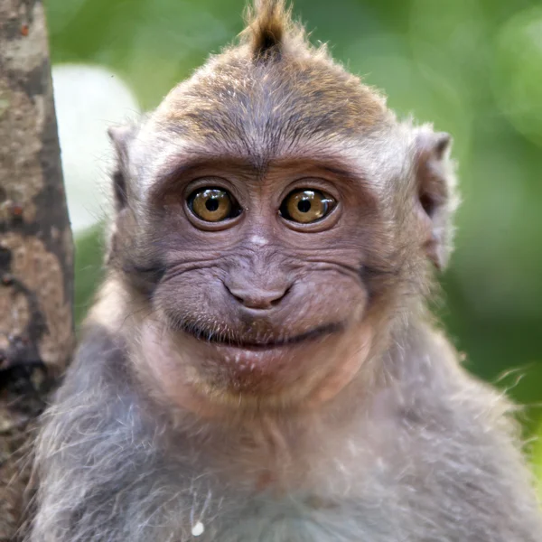 Retrato de macaco — Fotografia de Stock