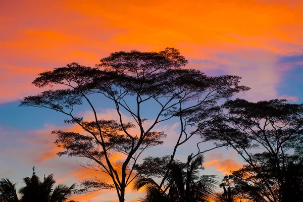 Napnyugtakor ég a fák sziluettek — Stock Fotó