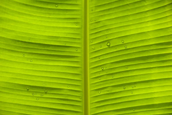 Textura da folha com gotas de água — Fotografia de Stock