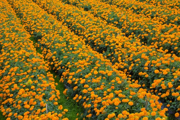 Marigold flowerbeds — Stock Photo, Image