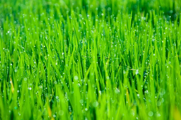 Grass blades with drops of morning dew