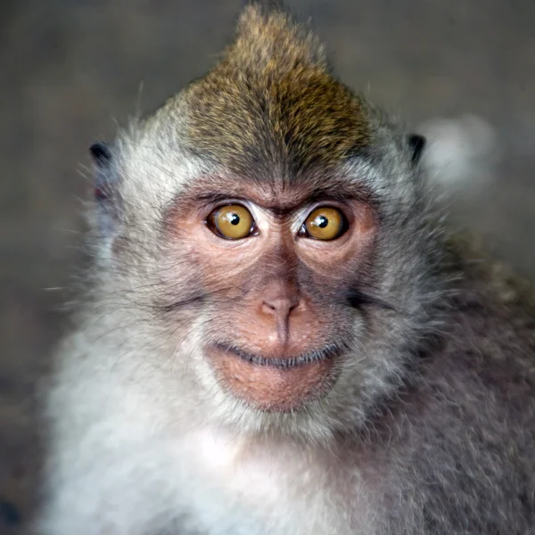 Monkey porträtt — Stockfoto