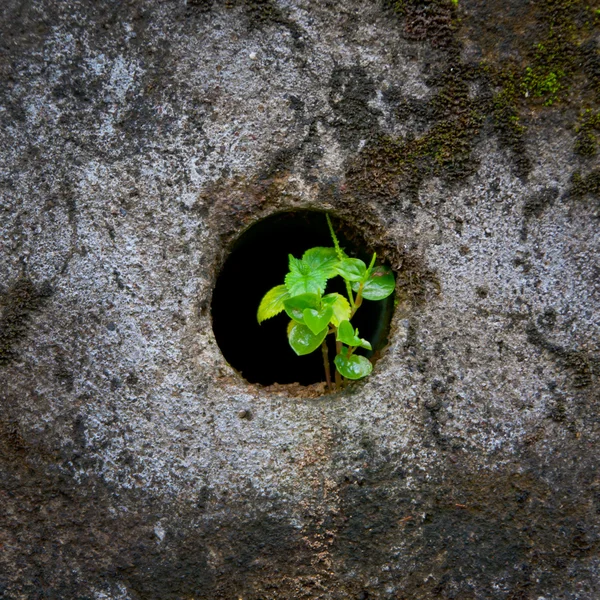 Groene mooie plant op een grungy muur — Stockfoto