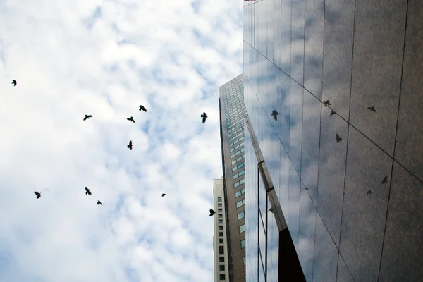 Rascacielos paredes y aves — Foto de Stock