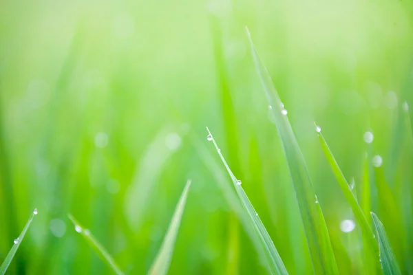 Hojas de hierba con gotas de rocío matutino — Foto de Stock