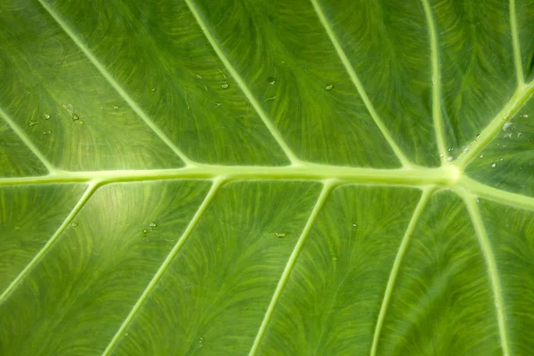 Текстура листя з краплями води — стокове фото