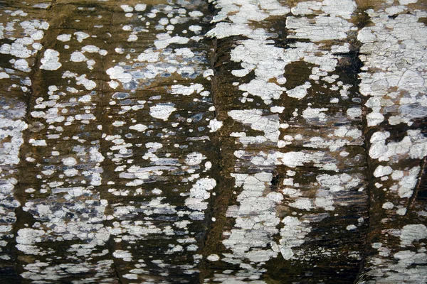 Textura del tronco — Foto de Stock