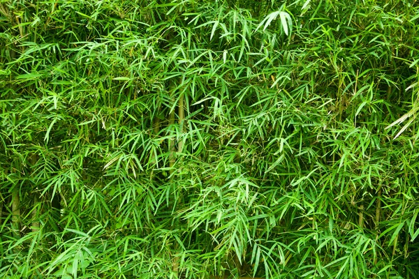 Бамбуковая чаща — стоковое фото