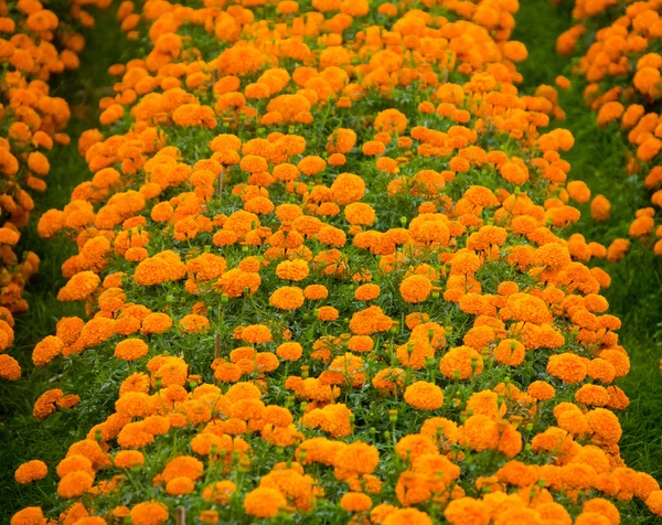 Marigold flowerbeds — Stock Photo, Image