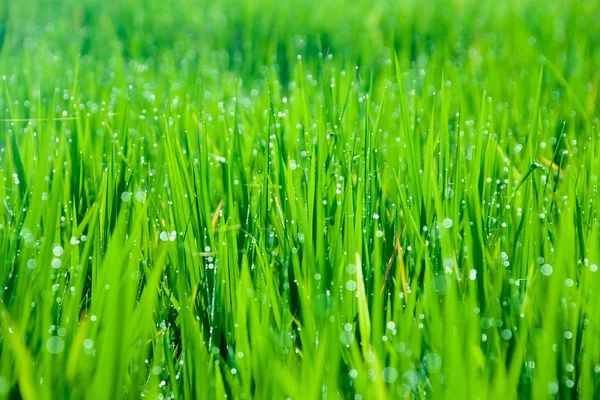 Hojas de hierba con gotas de rocío matutino —  Fotos de Stock