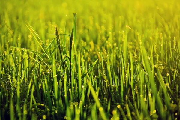 Gras messen met druppels — Stockfoto